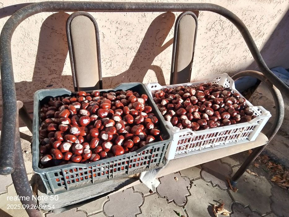 Продам орехи каштана