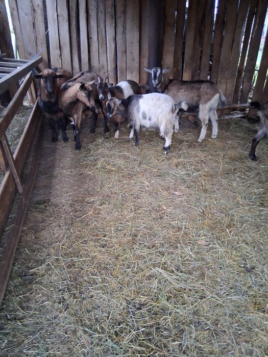 Vând 2 capre și 3 iede