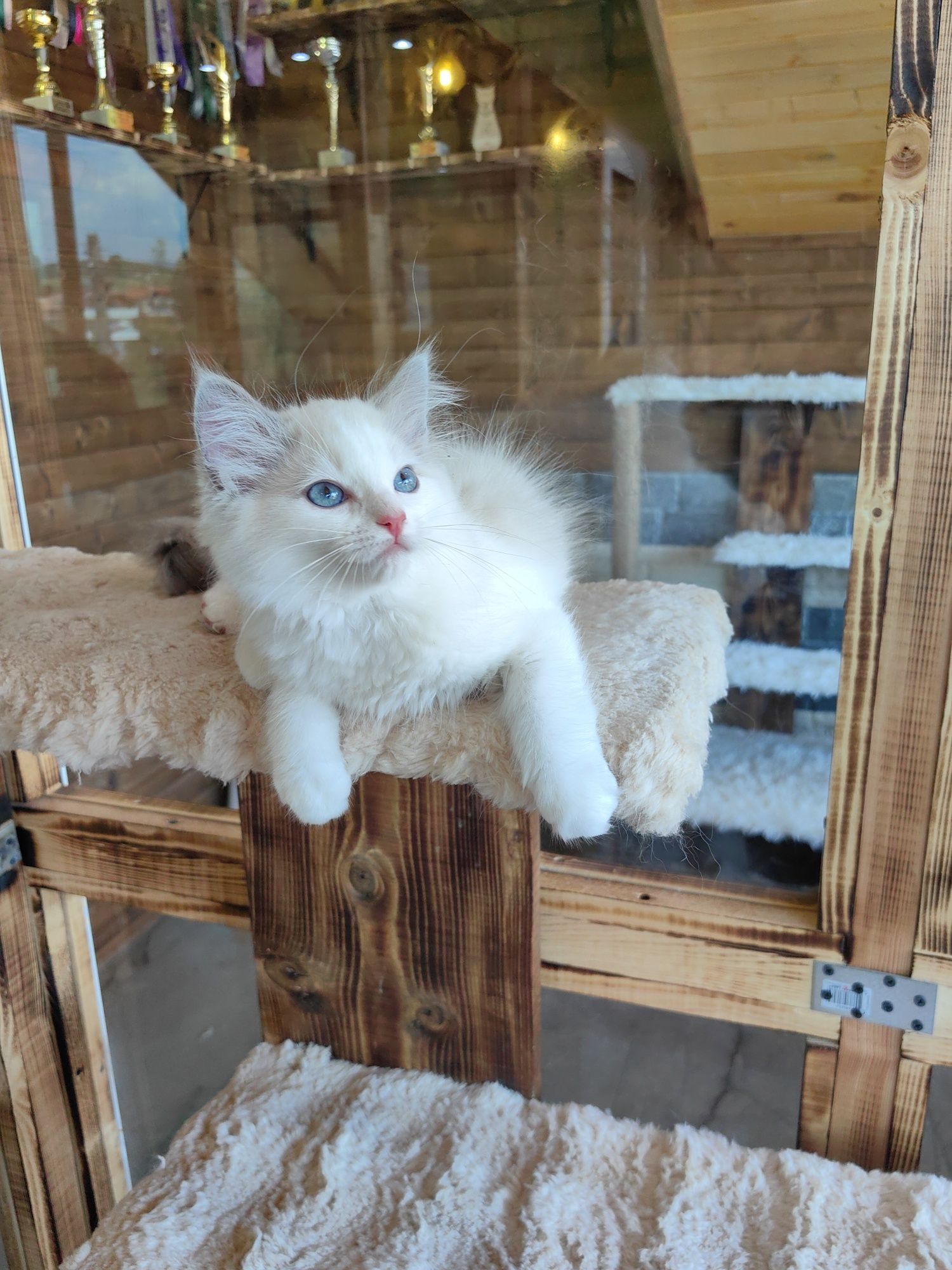 Ragdoll /Рагдолл/с Родословие