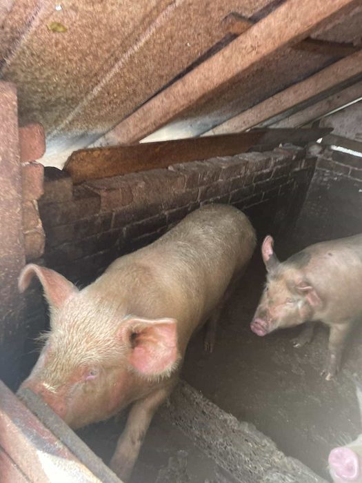 Продавам прасета