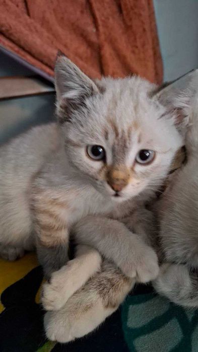 Отдам котят в добрые руки