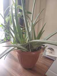 Aloe vera o'simligi