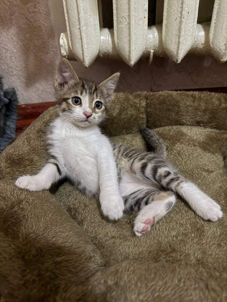 Маленькие котята бесплатно в ташкенте