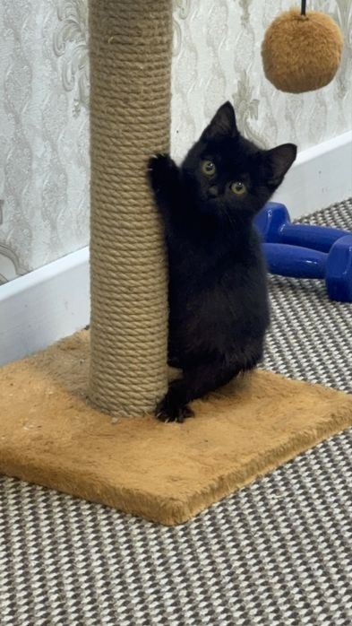 кошечка в хорошие руки