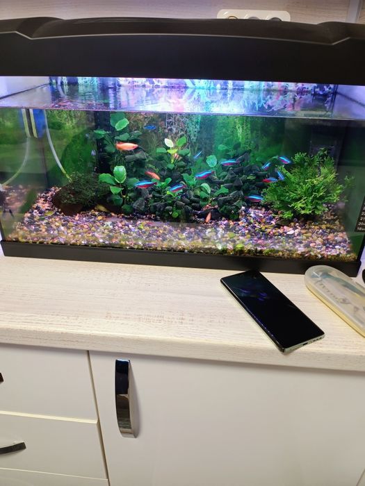 Аквариум 60 л.  С рибки и растения.