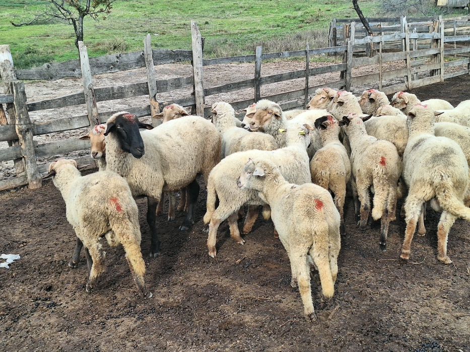 Vand berbeci miori si carlani tigaie ruginie si carabasa  pt monta sau