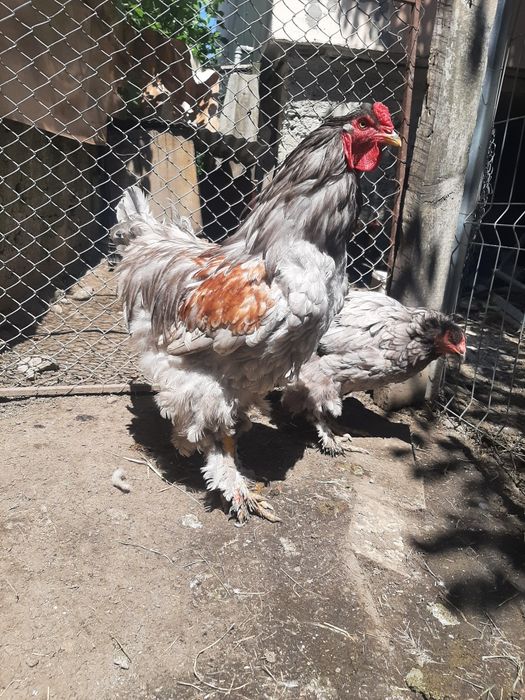 Vind brahma  diferite culori.