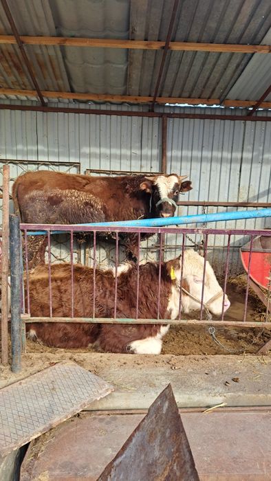 Бычок мясной породы