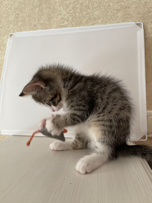 Котенок в любимцы