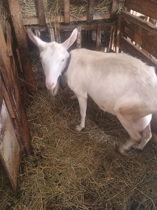 Vând capre  de lapte de rasă