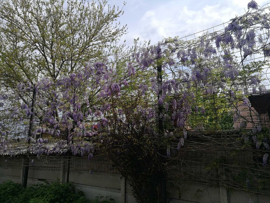 Glicina cu flori de culoare bleu