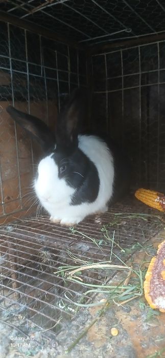 2 femele de vânzare 200 buc și al schimb