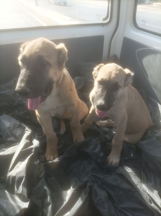 Kangal Zotli kuchula sotiladi qoni Toza