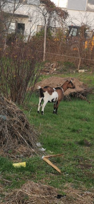 Vând o capra și o iada ambele gestante