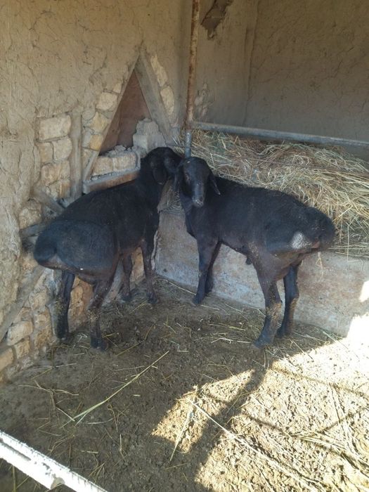 Qoʻchqorlar sotiladi