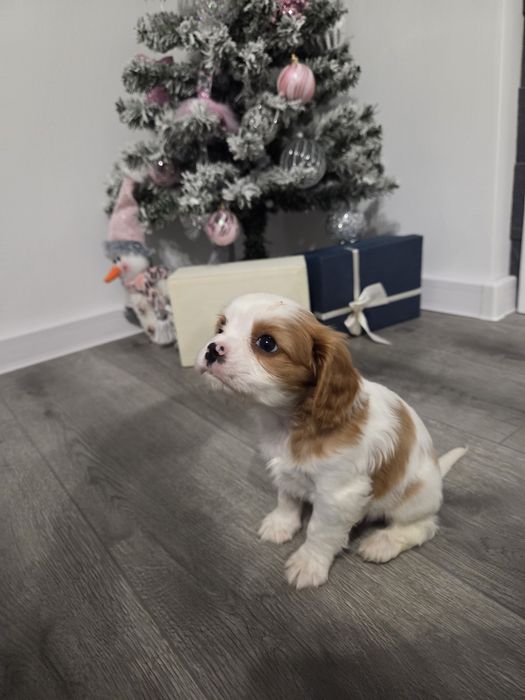 Кавалер кинг чарлз шпаньол