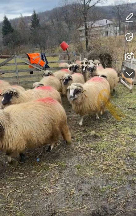 Vând șase oi bune de ținut