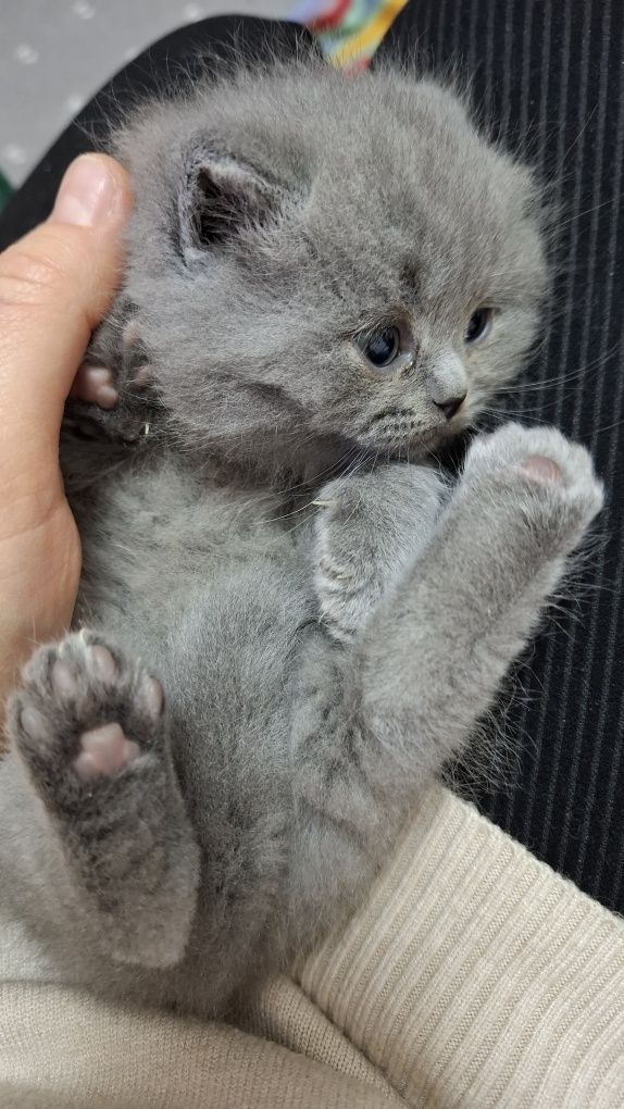 Продаются котята