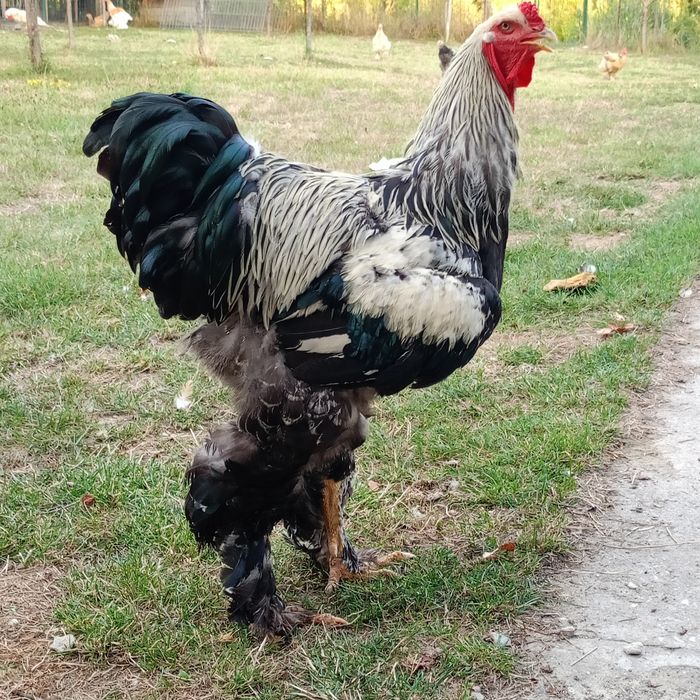 Cocoș și găini Brahma  200