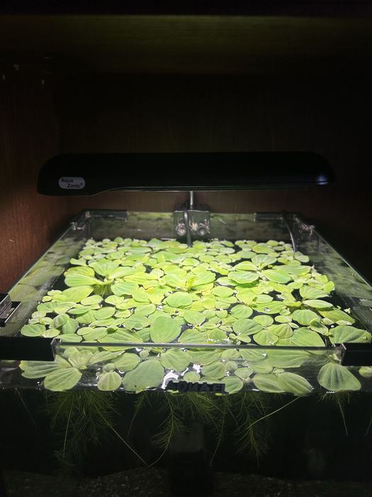 Plante esy no co2 fara fertilizanti,de suprafata pentru acvariu-Pistii