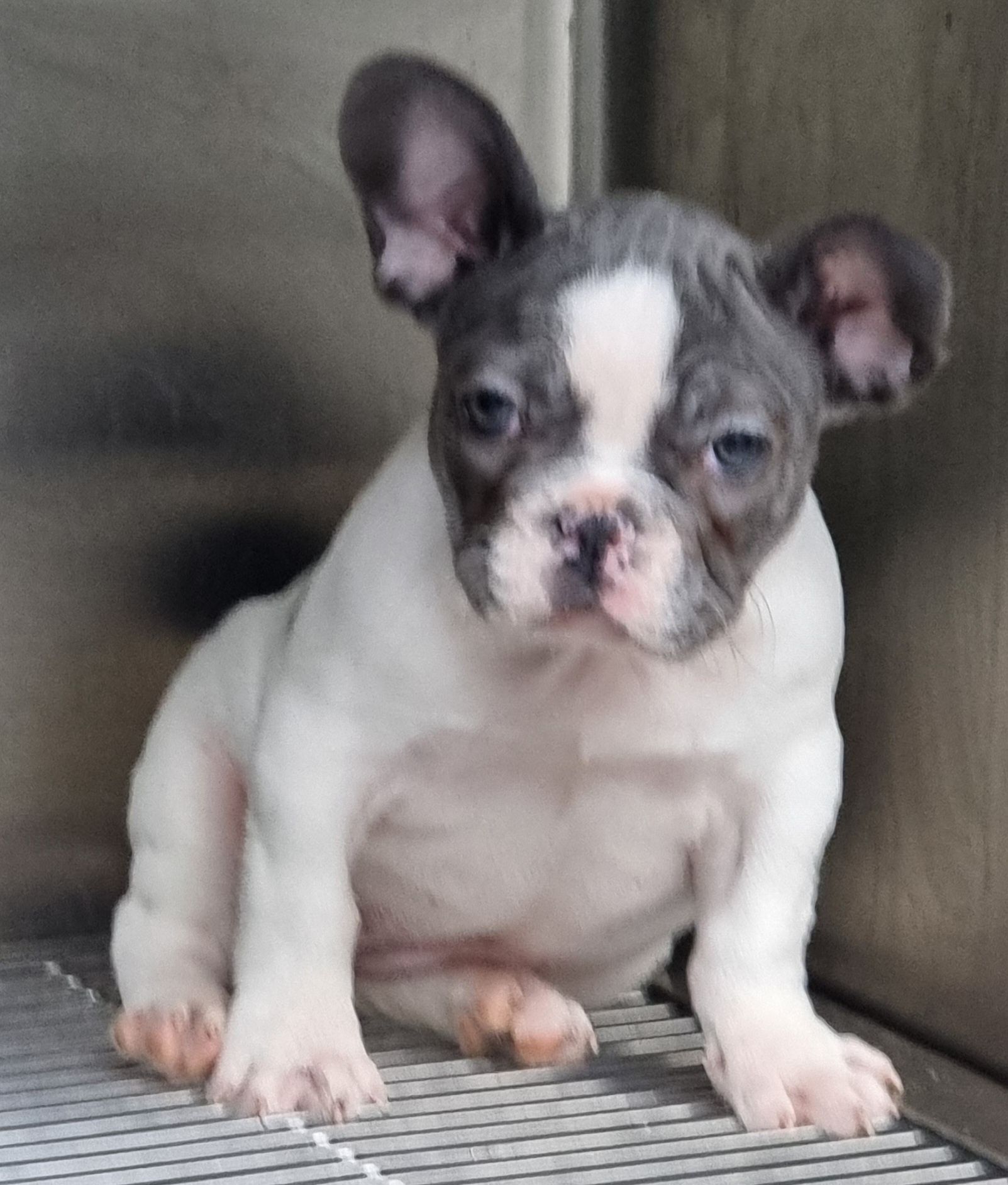 Bulldog francez femela pedigree