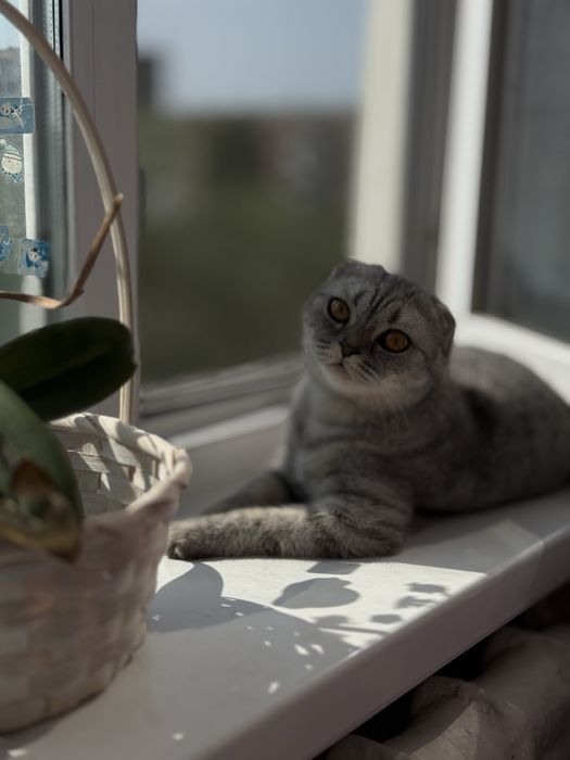 Отдам кошку Кира