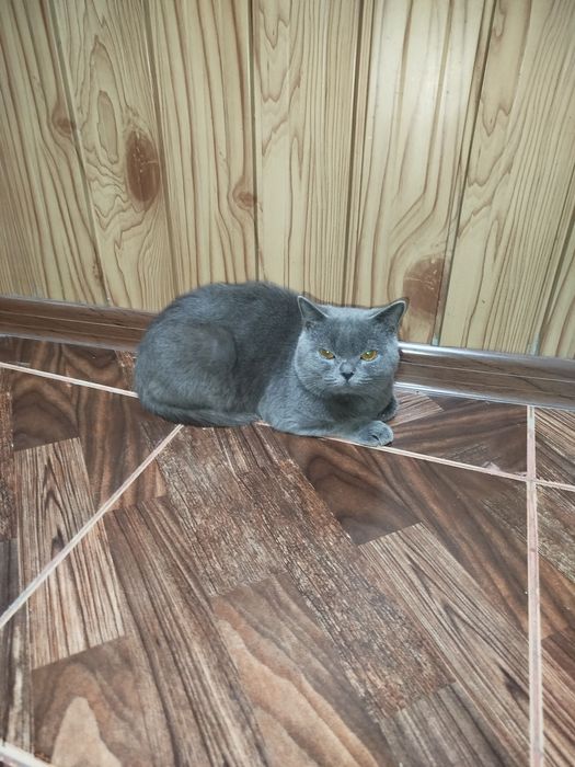 Skotish strayt o'g'il bola