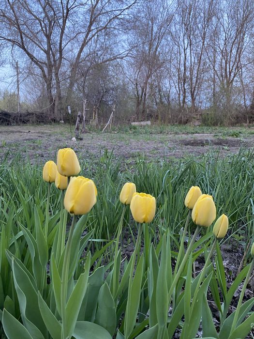 Дачный участок (6 соток)