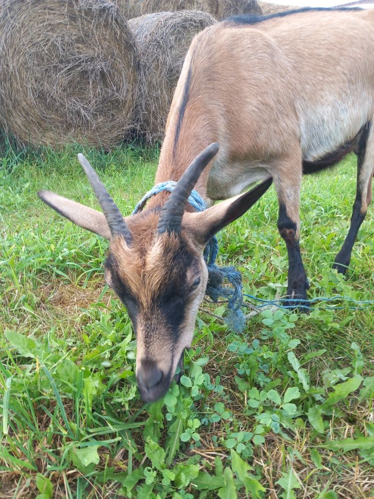 Vand iadă schimb cu miel