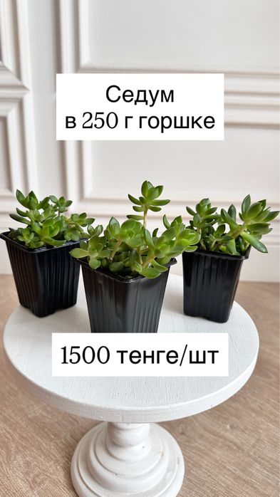 Денежное дерево (крассула, толстянка, крассула хоббит)