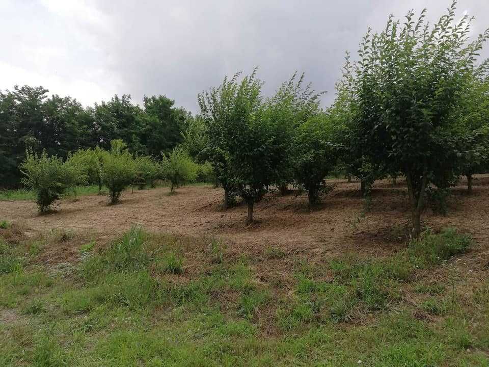 Продава се Земеделски имот в с. Главан, Област Силистра -  кв.м за 1275 €/дка - Снимка #1