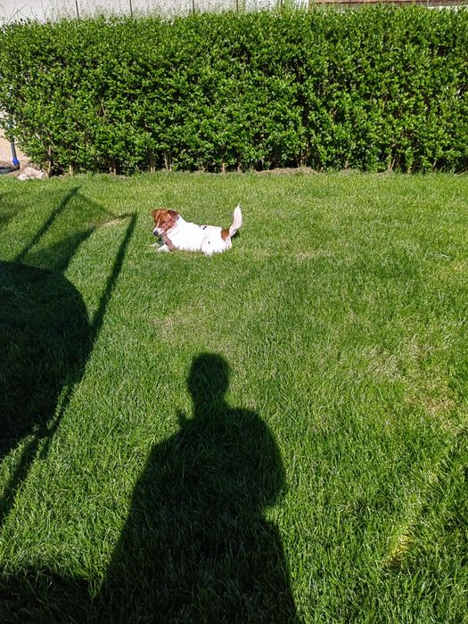 Джак Ръсел Териер