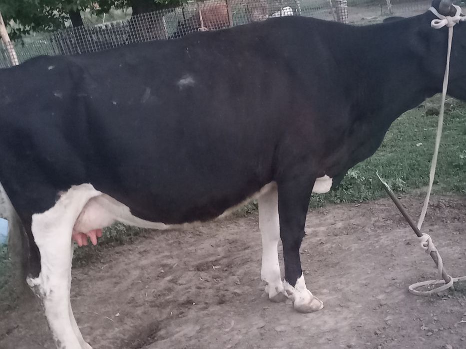 Карова Сиыр Сауын Бузауымен