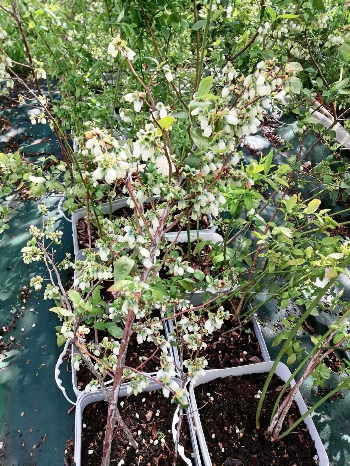 Американска синя боровинка 4-5-6годишни растения