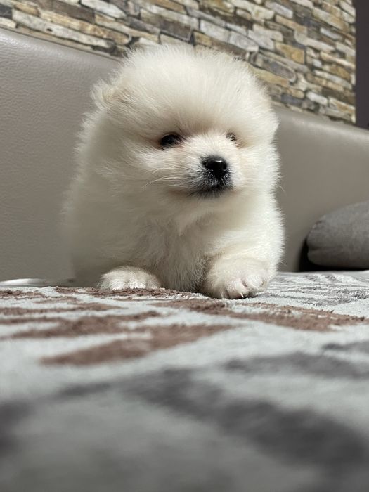 Cățeluși Pomeranian deosebiti