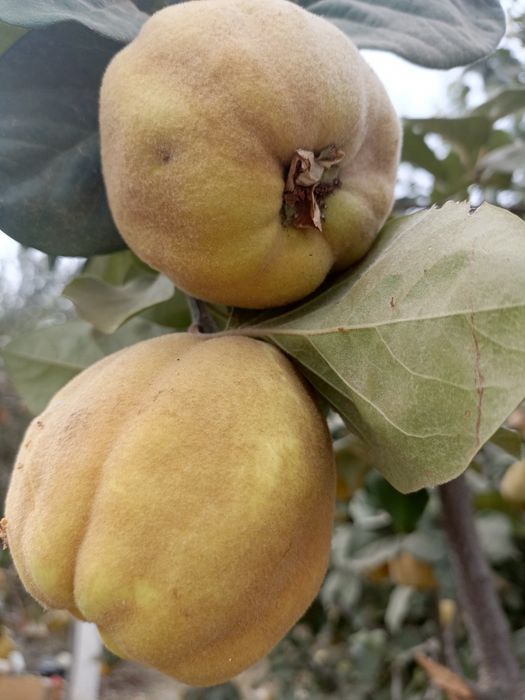 Айва продается домашняя