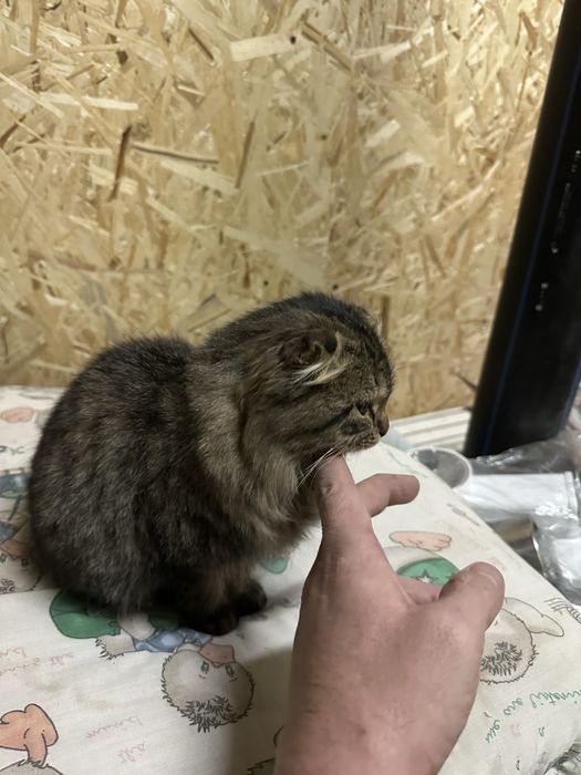 Отдам в добрые руки, девочка, веслоухая