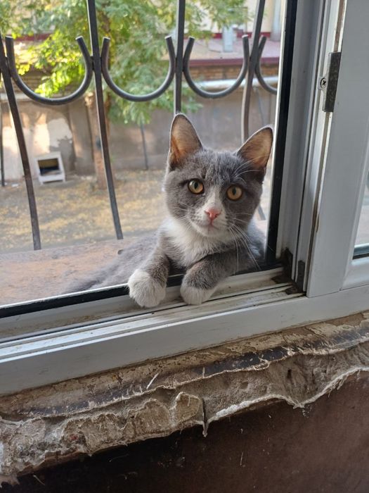 Котик ищет свою семью!
