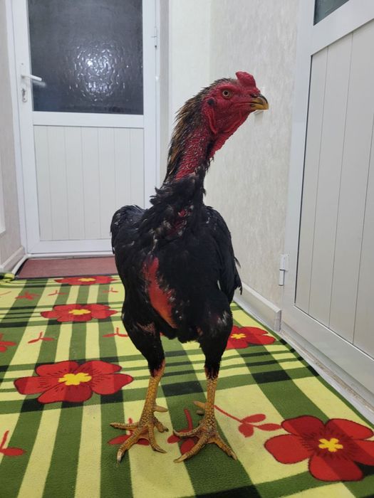 Корея 4.5-5 кг атрофида турловдан чиквои