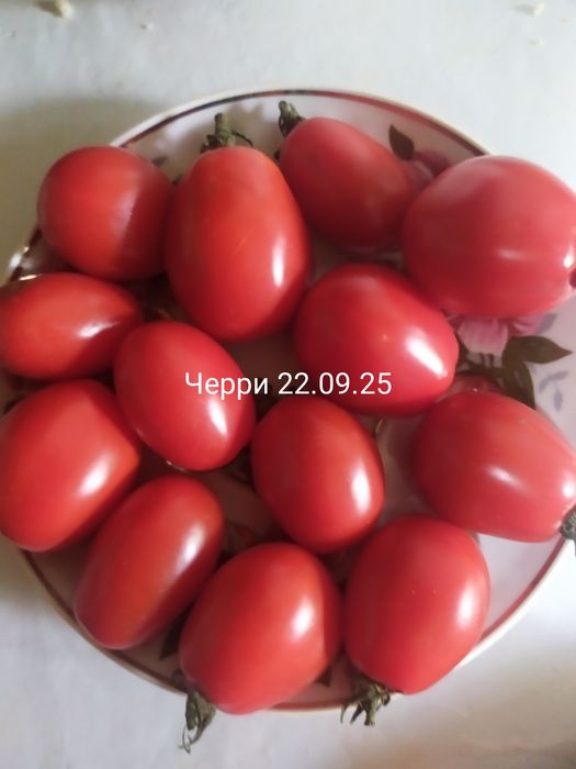 Продаются семена томатов  разных сортов:розовых,желтых,красных,гномов