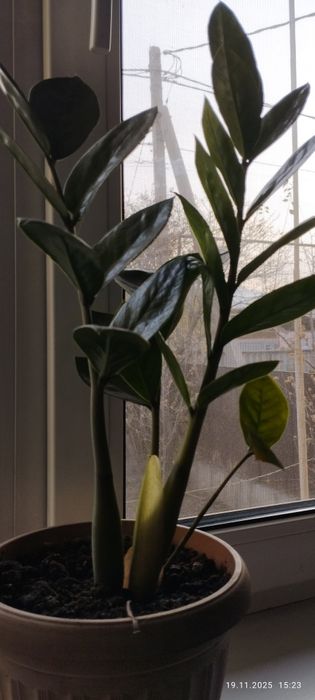 Комнатное растение Замиокулькас