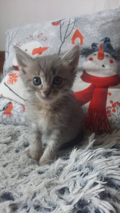 Отдам котенка в добрые руки