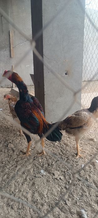 хуроз карис карис тавук шамо тавук сотилади тулакка утди 15ой