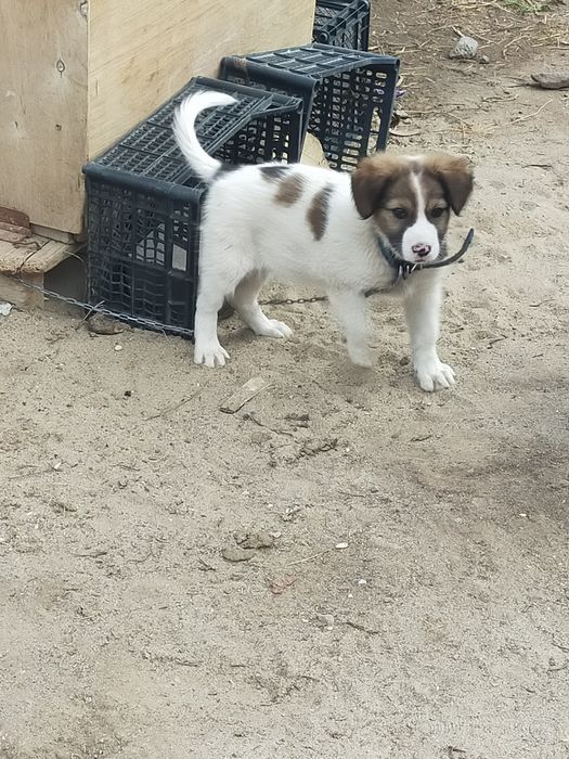 Продам щенка алабай