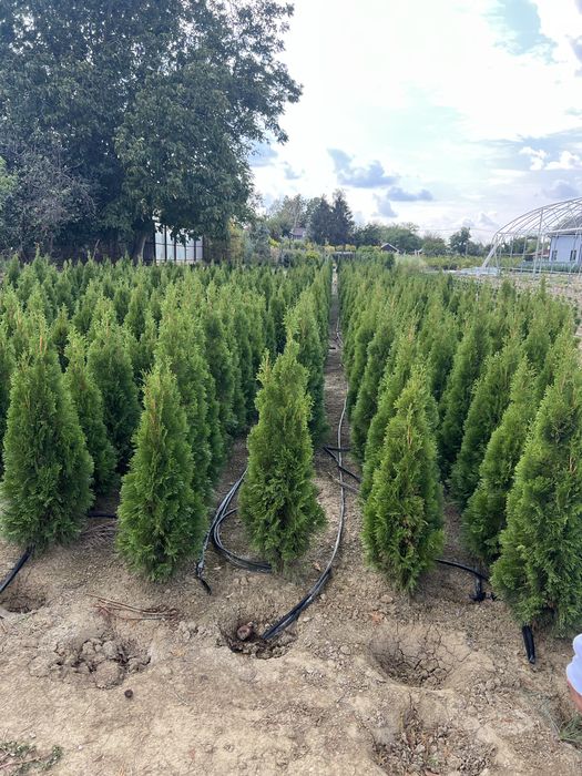 Cupressus arizonica leylandii plante ornamentale orice specie