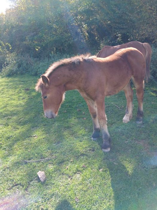 Manz, cal de vanzare