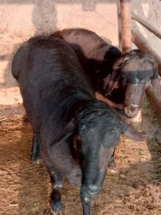 Qoʻchqorlar sotiladi