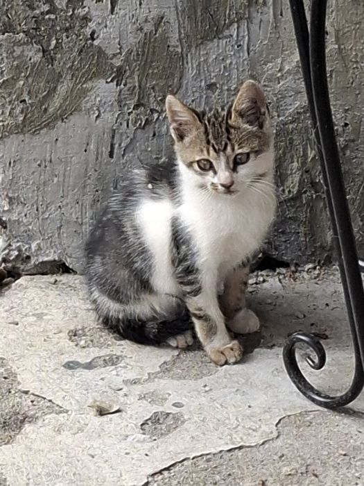 Donez Doua Pisicuțe