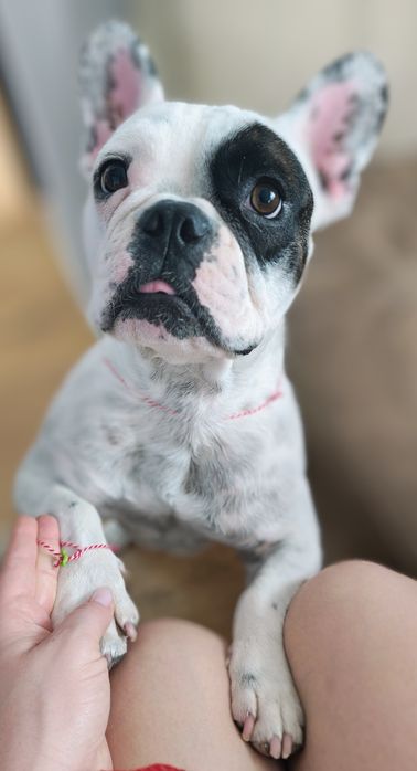 Мъжки френски булдог