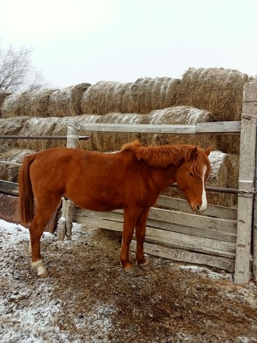 Соғымға семіз жылқылар сатылады
